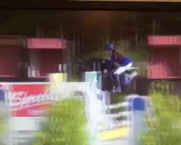 Video of Kentucky Boy WE