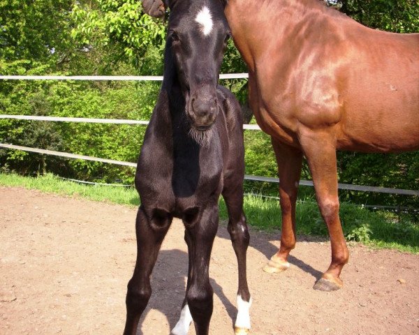 dressage horse Art of Glory 3 (Westphalian, 2014, from All At Once)