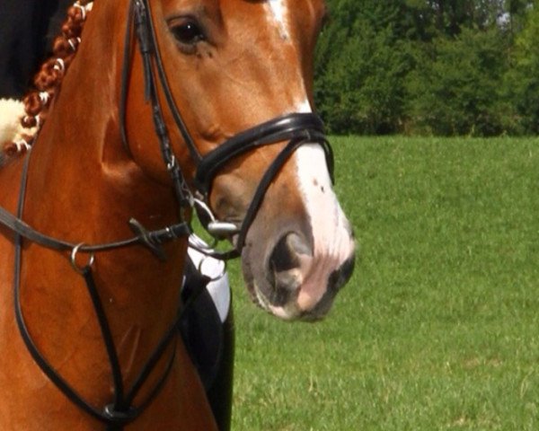 Pferd ian 5 (Bayer, 2007, von Incolor)