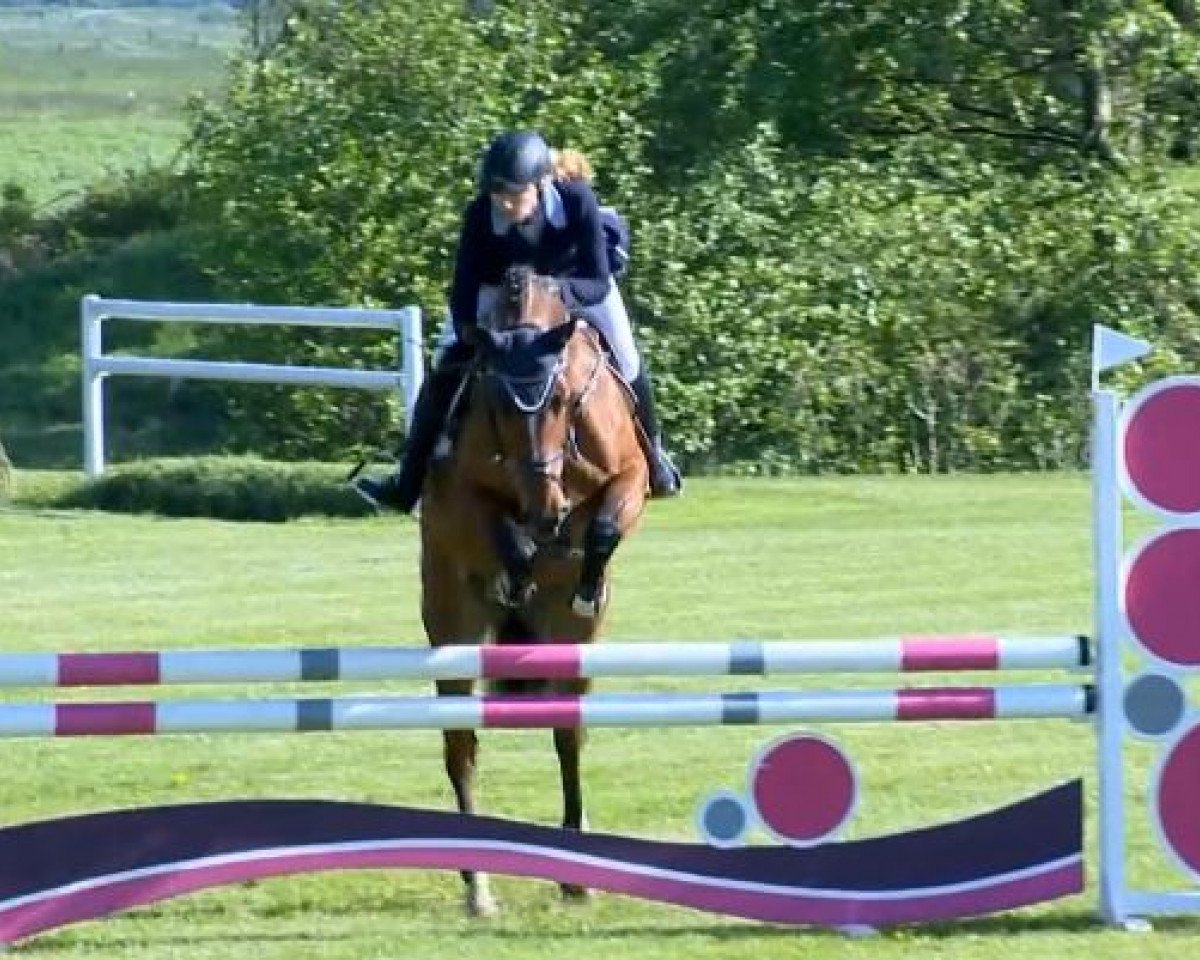 jumper Grandora 6 (Hanoverian, 2008, from Geysir)