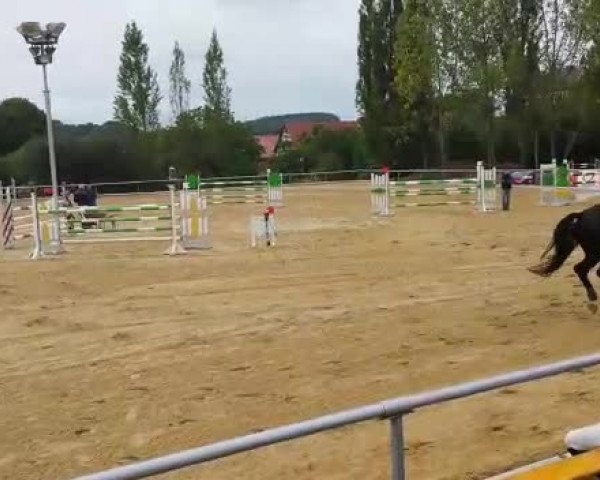 Video of Mönchshof's Dancing Queen