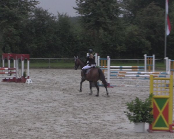 Reitturnier Appelhülsen 2015