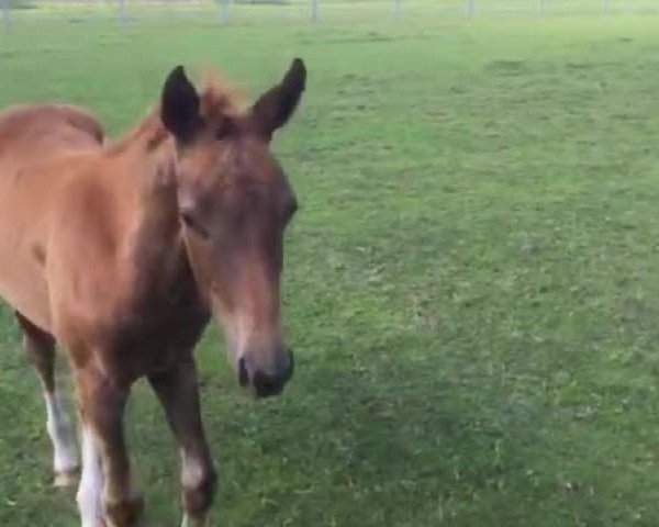 Video of Bailandina