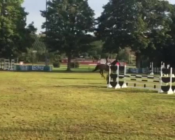 Video of Laurentis 2