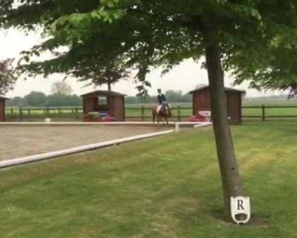 Video of Bonito 402