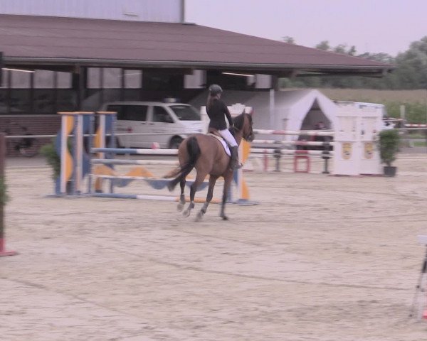 Reitturnier Appelhülsen 2015