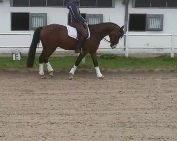 Video of Chuck