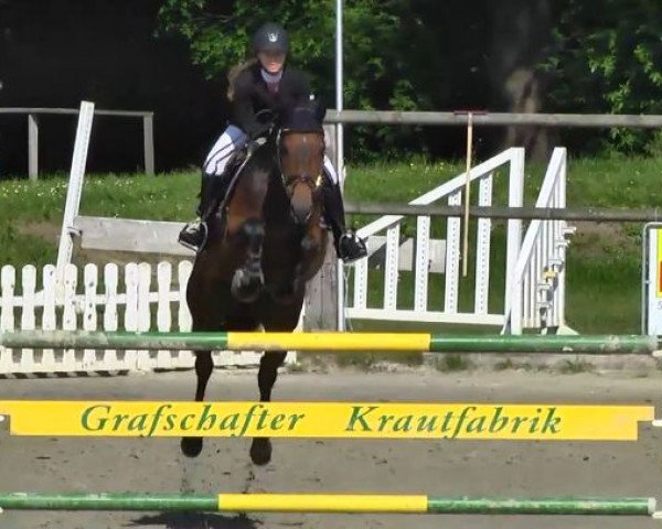 Springpferd Nina Ricci du Gibet (Luxemburgisches Reitpferd, 2007, von Nintender)