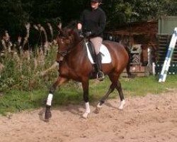Zuchtstute Laura P (Hannoveraner, 2006, von Lauries Crusador xx)