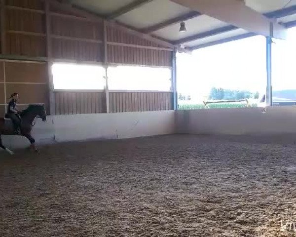 Video of Finley 82