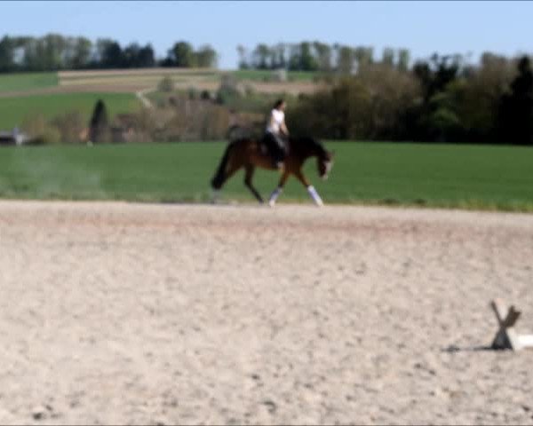 Video of Finley 82