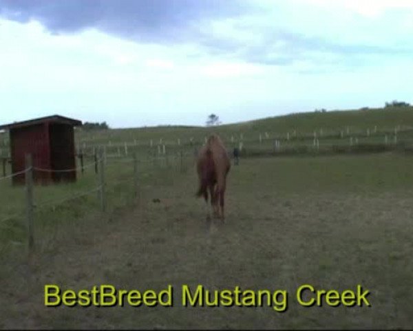 Video of BestBreed Mustang Creek