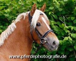 jumper Holsteins Sunny Day (German Riding Pony, 2008, from Fs Disagio)