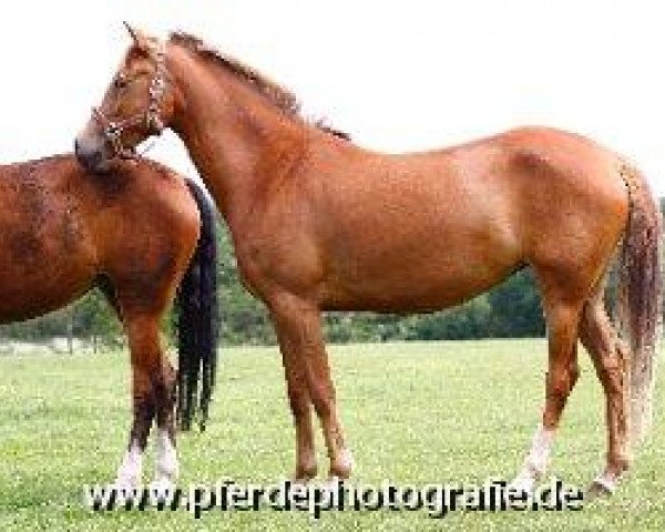 dressage horse Holsteins Jersey (German Riding Pony, 2007, from Fs Disagio)