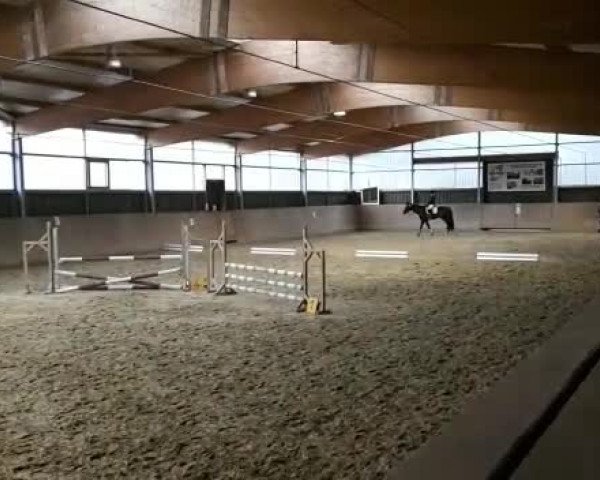Video of Lords Little Diamond