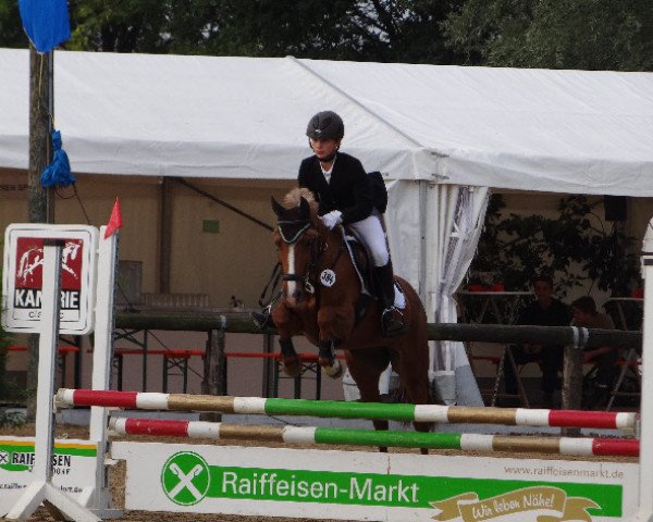 jumper Vivaldi's Valonka (German Riding Pony, 2005, from Vivaldi) jumper Vivaldi's Valonka (German Riding Pony, 2005, from Vivaldi)