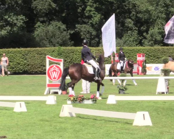 Westfalen Championat 2015
Reitponyehrung