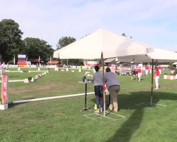 48. Westfälische Eliteschau, 02.08.2015, Reitpony- und Kleinpferdestuten,
Endring Reitponystuten