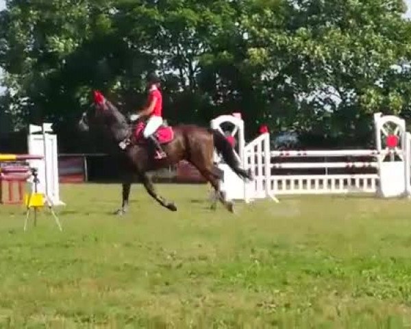 Video of Graf Günther 4