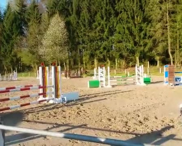 Video of Graf Günther 4