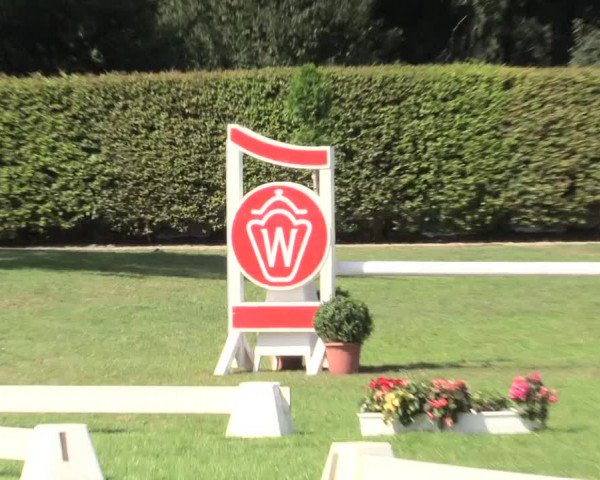48. Westfälische Eliteschau, 02.08.2015, Reitpony- und Kleinpferdestuten,
Ring 4 Reitponystuten
