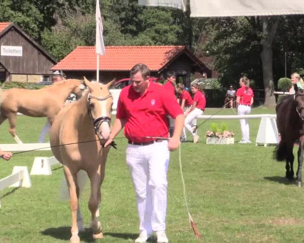 48. Westfälische Eliteschau, 02.08.2015, Reitpony- und Kleinpferdestuten,
Ring 2 Reitponystuten
Schrittring