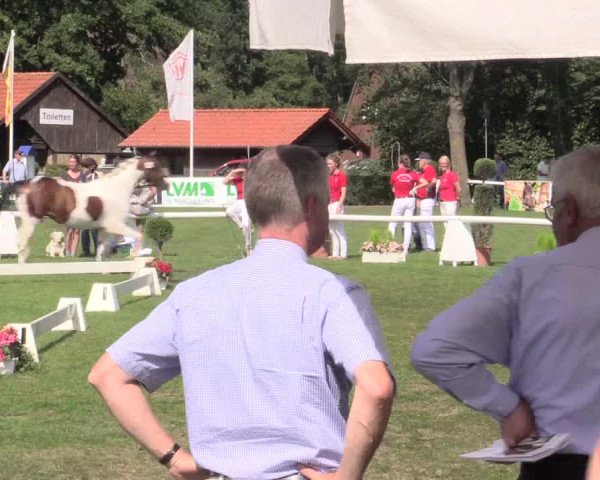 48. Westfälische Eliteschau, 02.08.2015, Reitpony- und Kleinpferdestuten,
Ring 4 Reitponystuten
