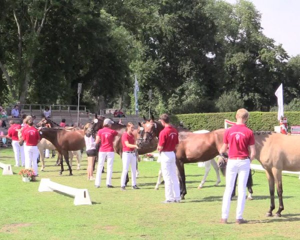 48. Westfälische Eliteschau, 02.08.2015, Reitpony- und Kleinpferdestuten,
Ring 4 Reitponystuten
