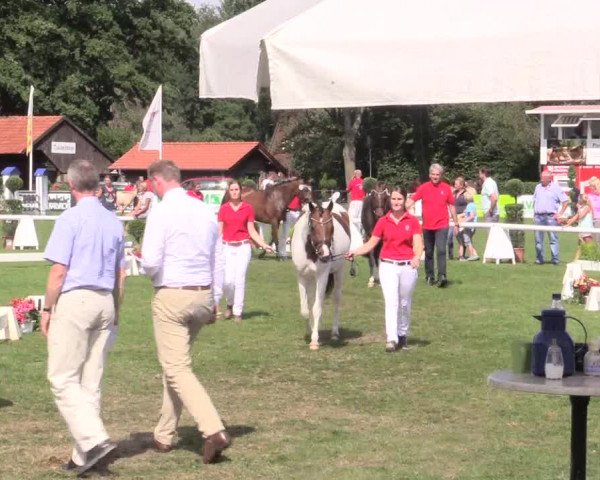 48. Westfälische Eliteschau, 02.08.2015, Reitpony- und Kleinpferdestuten,
Ring 4 Reitponystuten
