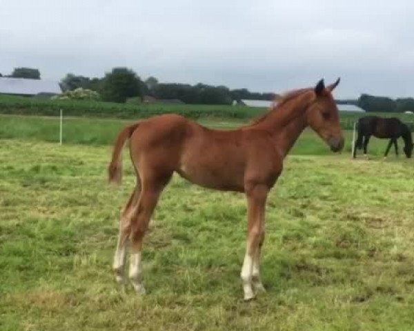 Video of Bailandina