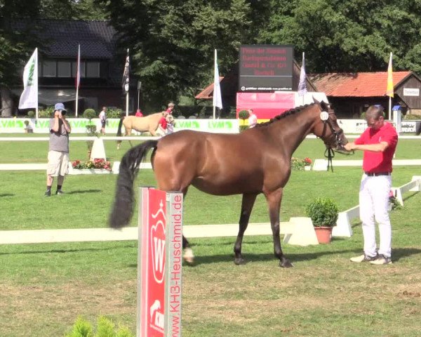 48. Westfälische Eliteschau, 02.08.2015, Reitpony- und Kleinpferdestuten,
Ring 4 Reitponystuten