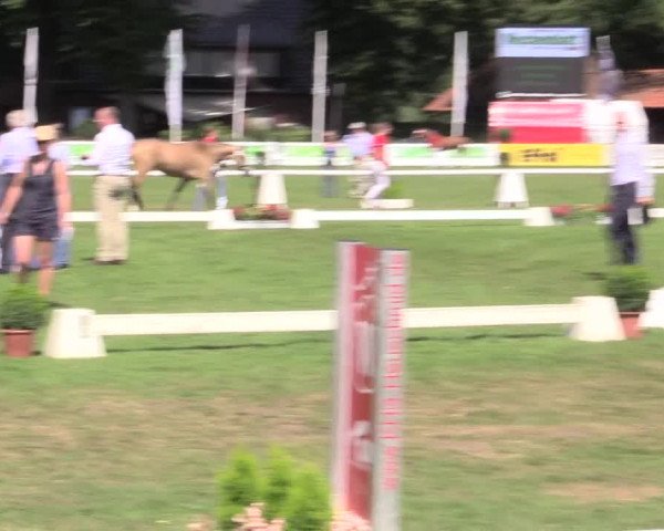 48. Westfälische Eliteschau, 02.08.2015, Reitpony- und Kleinpferdestuten,
Ring 1 Reitponystuten
Schrittring