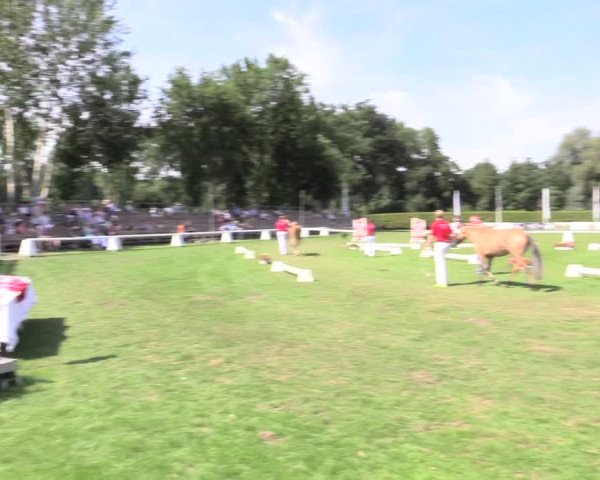 48. Westfälische Eliteschau, 02.08.2015, Reitpony- und Kleinpferdestuten,
Ring 3 Reitponystuten
Schrittring