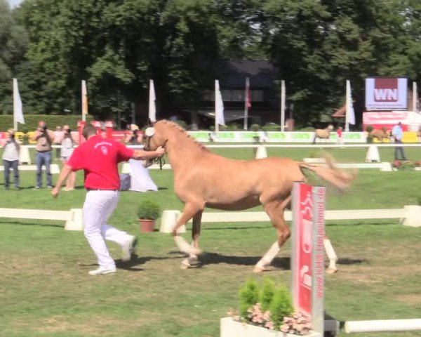 48. Westfälische Eliteschau, 02.08.2015, Reitpony- und Kleinpferdestuten,
Ring 3 Reitponystuten
