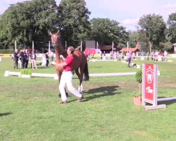 50. Westfälische Eliteschau, 31.07.2015
Endring Dressurstuten
