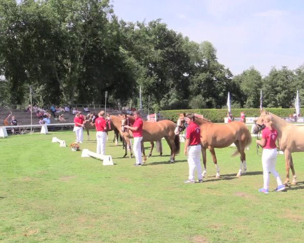 48. Westfälische Eliteschau, 02.08.2015, Reitpony- und Kleinpferdestuten,
Ring 3 Reitponystuten
Rangierung