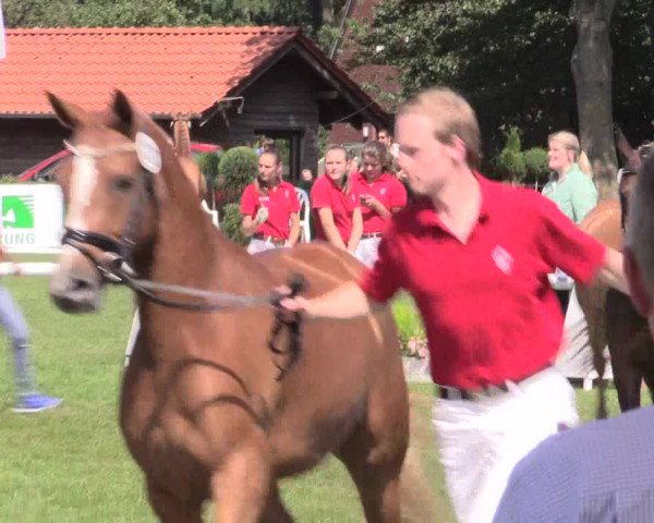 48. Westfälische Eliteschau, 02.08.2015, Reitpony- und Kleinpferdestuten,
Ring 2 Reitponystuten
Ehrenrunde
