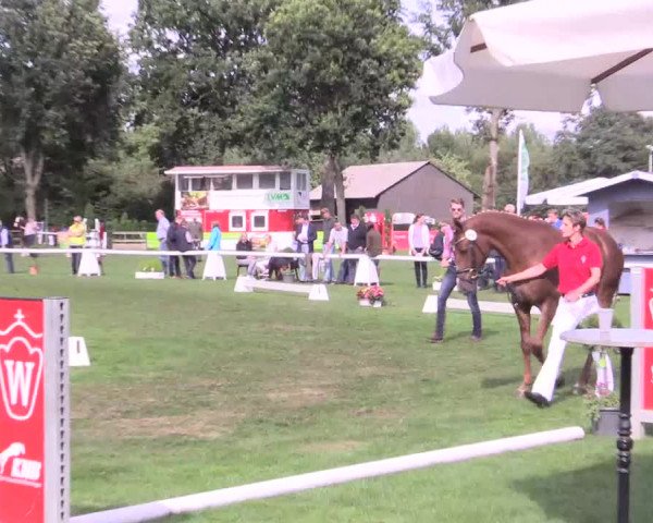 50. Westfälische Eliteschau, 31.07.2015
Endring Springstuten
Schrittring