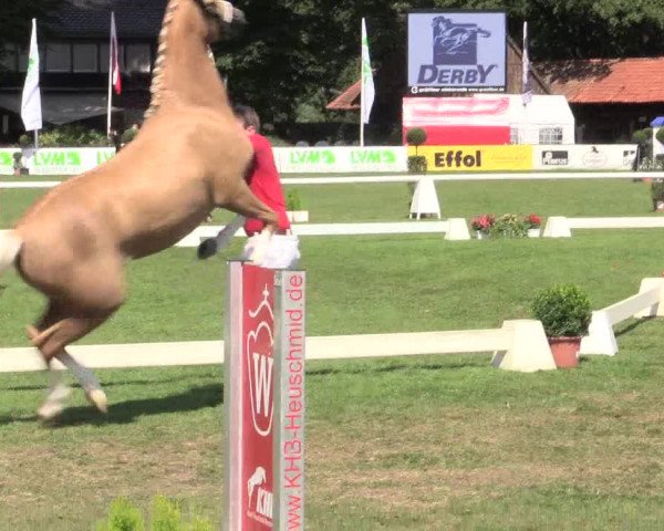 48. Westfälische Eliteschau, 02.08.2015, Reitpony- und Kleinpferdestuten,
Ring 2 Reitponystuten
