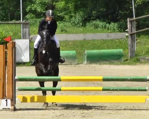 Springpferd Le Dentiste Choriano (Westfale, 2008, von Christiano)