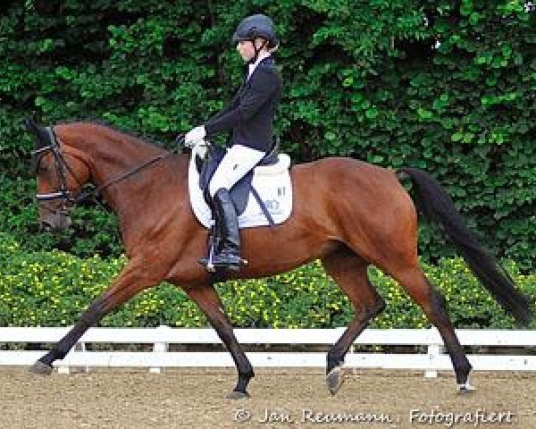 Dressurpferd Caya 21 (Hannoveraner, 2008, von Helenenhof's Carabas)