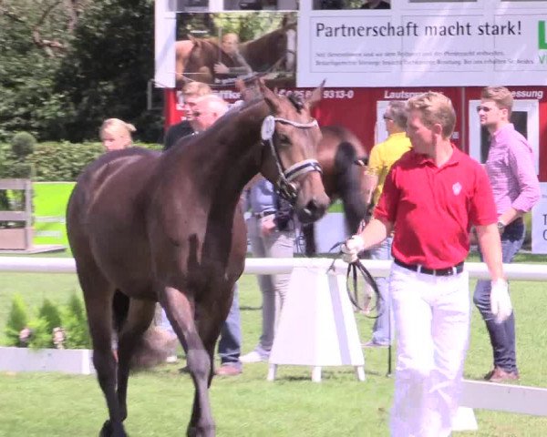 50. Westfälische Eliteschau, 31.07.2015
Ring 4 Dressurstuten