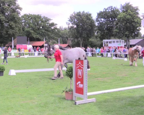 50. Westfälische Eliteschau, 31.07.2015, 3- und 4-jährige Reitpferde-, Friesen und Kaltblutstuten;
Kaltblutstuten
