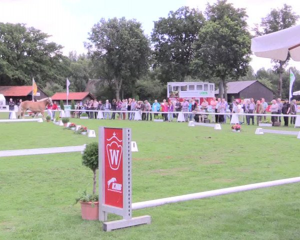 50. Westfälische Eliteschau, 31.07.2015, 3- und 4-jährige Reitpferde-, Friesen und Kaltblutstuten;
Kaltblutstuten
