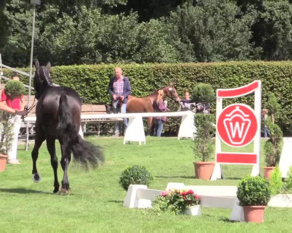 50. Westfälische Eliteschau, 31.07.2015, 3- und 4-jährige Reitpferde-, Friesen und Kaltblutstuten;
Ring 1 Springstuten
