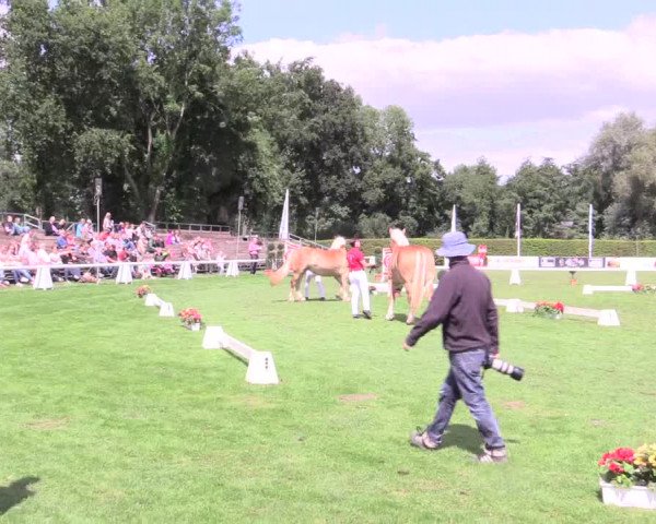 50. Westfälische Eliteschau, 31.07.2015, 3- und 4-jährige Reitpferde-, Friesen und Kaltblutstuten;
Kaltblutstuten
