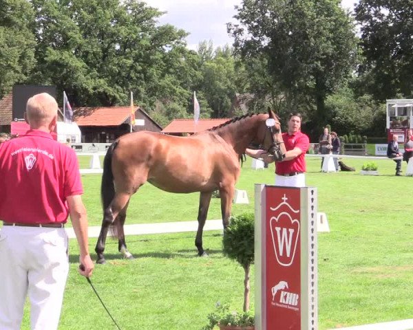 50. Westfälische Eliteschau, 31.07.2015, 3- und 4-jährige Reitpferde-, Friesen und Kaltblutstuten;
Ring 1 Springstuten