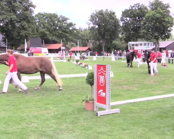 50. Westfälische Eliteschau, 31.07.2015, 3- und 4-jährige Reitpferde-, Friesen und Kaltblutstuten;
Schwarzwälder Kaltblut/ Friesen
Schrittring