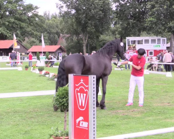 50. Westfälische Eliteschau, 31.07.2015, 3- und 4-jährige Reitpferde-, Friesen und Kaltblutstuten;
Schwarzwälder Kaltblut/ Friesen
