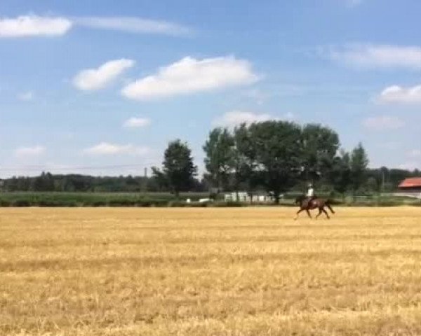 Video von Casadeur